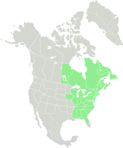 Range of Conopholis americana-Native.svg