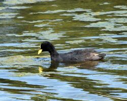 Red-gartered-coot.jpg