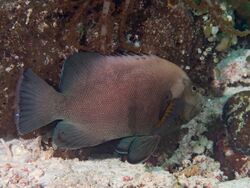 Redmouth grouper (Aethaloperca rogaa) (39762211153).jpg