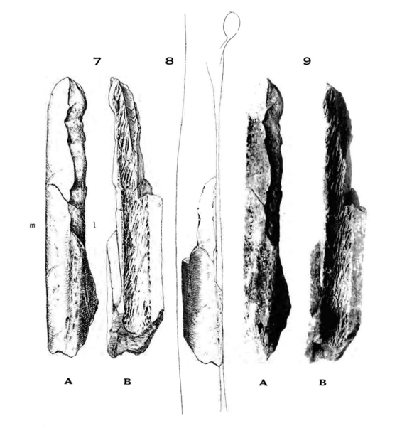 File:Sinanthropus Femur III.png
