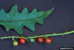 Solanum tampicense.jpg