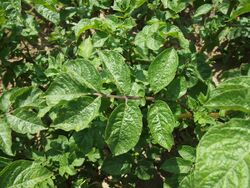 Solanum tuberosum Blaue Vogtländer (03).jpg