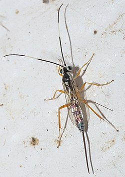 Sphelodon phoxopteridis P1200594a.jpg