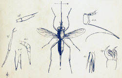 Stylogaster (from PZSL1850PlateAnnulosa19).png