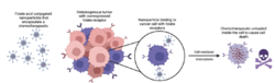 Targeted Nanogel Delivery for Cancer Treatment.png