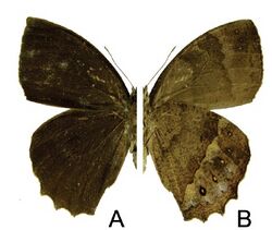 Taygetis fulginia male, a dorsal, b ventral.jpg