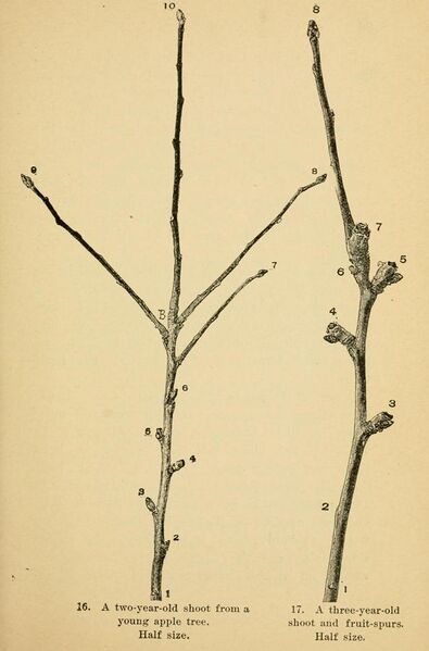 File:The pruning-book; a monograph of the pruning and training of plants as applied to American conditions (1903) (14581189429).jpg