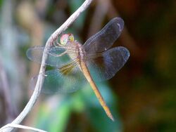 Tholymis tillarga young male by kadavoor 01.jpg