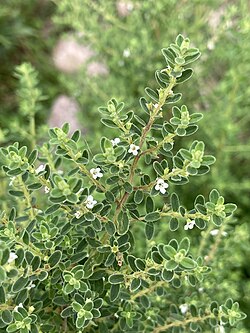 Tree Mint (Clinopodium gilliesii).jpg