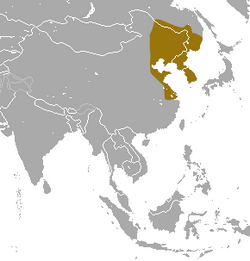 Ussuri White-toothed Shrew area.png