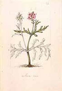 Verbena amoena.jpg