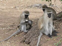 Vervet Monkeys in Samburu.jpg