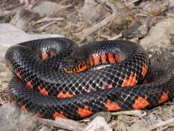 Western Mud Snake.jpg