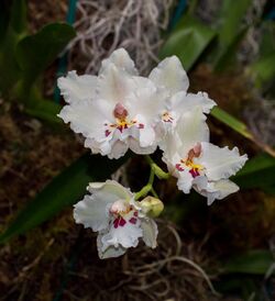X Miltonidium orchid at NYBG (70131).jpg