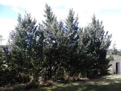 Young hedge of Ulmus minor 'Sarniensis', Edinburgh.jpg