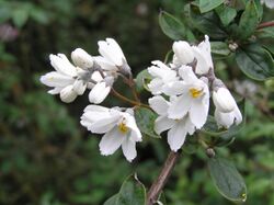 維西溲疏 Deutzia monbeigii -英格蘭 Wisley Gardens, England- (9237450039).jpg