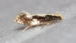 - 0416 – Monopis dorsistrigella – Skunkback Monopis Moth (27689291090).jpg