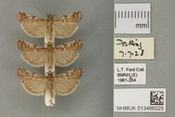 013466025 Pyralid Moth - Delplanqueia inscriptella (Duponchel, 1836).jpg
