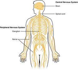 1201 Overview of Nervous System.jpg