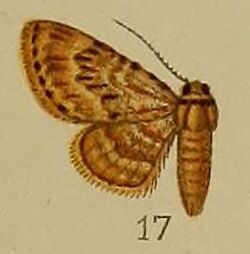 17-Chloroclystis dentatissima Warren, 1898.JPG