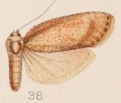 38-Melissoblaptes vinotincta=Aphomia vinotincta (Hampson, 1908).JPG