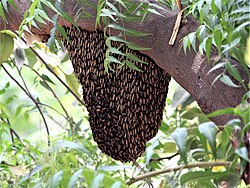 A natural beehive in Chandigarh.jpg