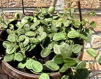 A pot of Hoya serpens.jpg