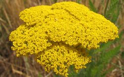 Achillea filipendula capítulos.jpg