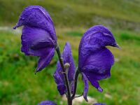 Aconitum napellus 004.JPG