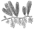 Alger, Caulerpa crassifolia, Nordisk familjebok.png