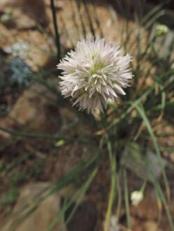 Allium glomeratum kz02.jpg
