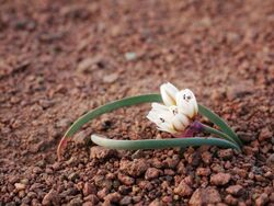 Allium scilloides- plant.jpg