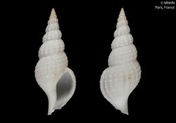 Amiantofusus gloriabundus (MNHN-IM-2000-7063).jpeg