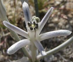 Androstephium breviflorum.jpg