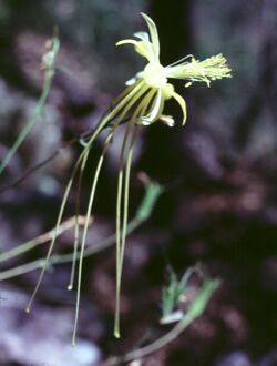 Aquilegia longissima BBNP 1.jpg