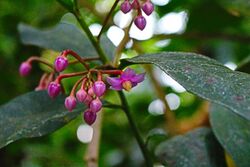 Ardisia humilis1.jpg