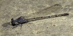 Argia lugens male.jpg