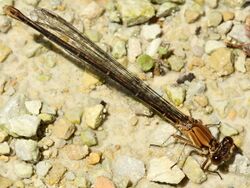 Argia moesta-female brown form.jpg