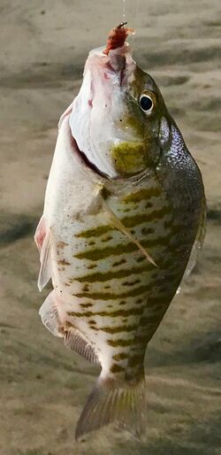 Barred Surfperch.jpg