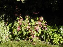 Begonia grandis 001.JPG