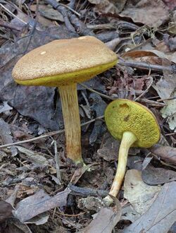 Boletus illudens 261343.jpg