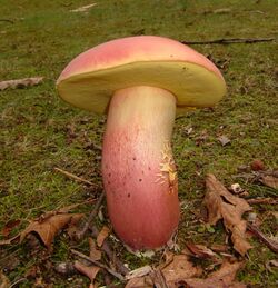 Boletus pallidoroseus 245628.jpg