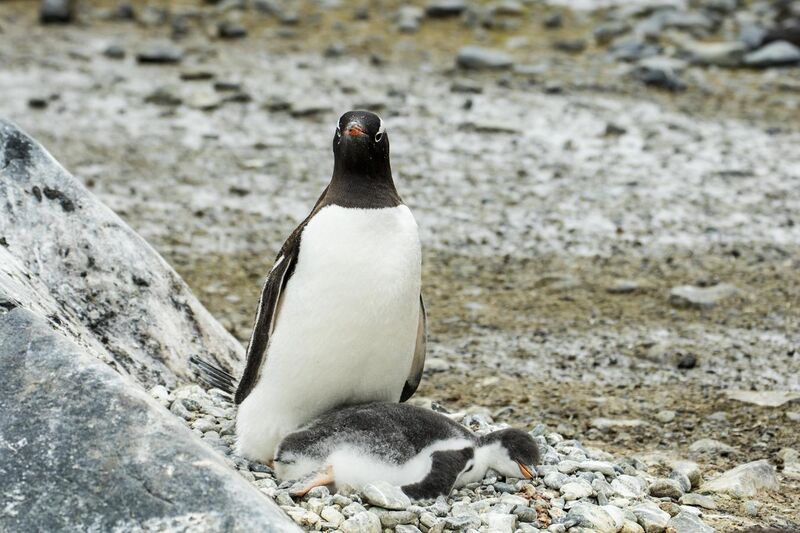 File:Brown Bluff-2016-Tabarin Peninsula–Gentoo penguin (Pygoscelis papua) 05.jpg