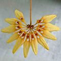 Bulbophyllum loherianum -香港青松觀蘭花展 Tuen Mun, Hong Kong- (9247105804) - cropped.jpg