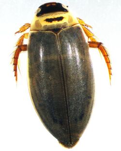 C. sculptilis male1.jpg