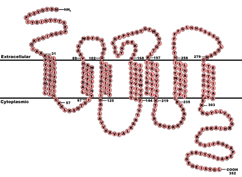File:CCR5 Primary Protein Sequence.png