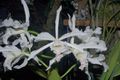 Cattleya crispa Lindley.jpg