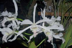 Cattleya crispa Lindley.jpg