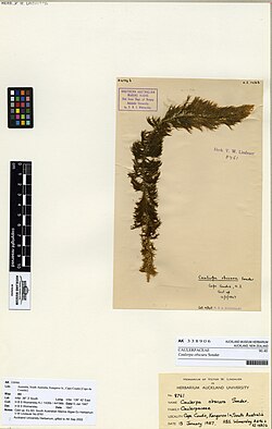 Caulerpa obscura Sonder (AM AK338906).jpg