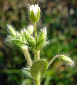 Cerastium brachypetalum W.jpg